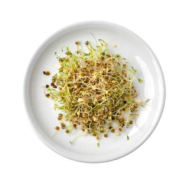 Alfalfa Sprouts - vegan food