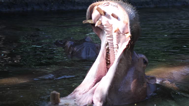 Hippopotamus open mouth