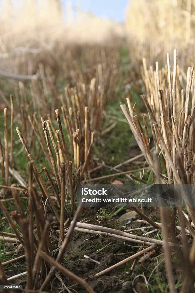 Cut Straw - One  Agricultural Field Stock Photo