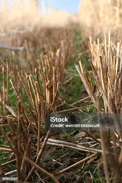 Cut Straw One Stock Photo - Download Image Now - Agricultural Field, Agricultural Machinery, Agriculture