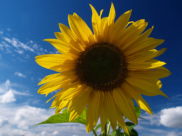 fiore solare - foto stock