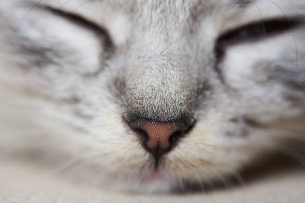 istock Macro portrait of cat 899426672