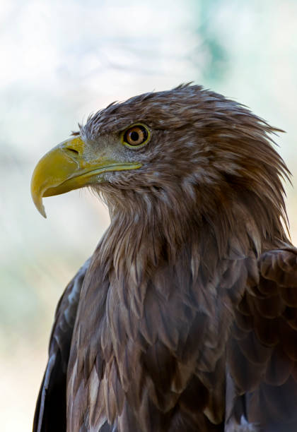 jefe de un águila - wilde animal fotografías e imágenes de stock
