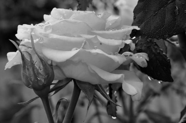 Black and white beautiful roses in natural light, Nature background