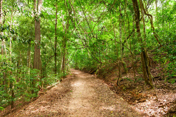 istock Udawattakele Royal Forest Park 899428772