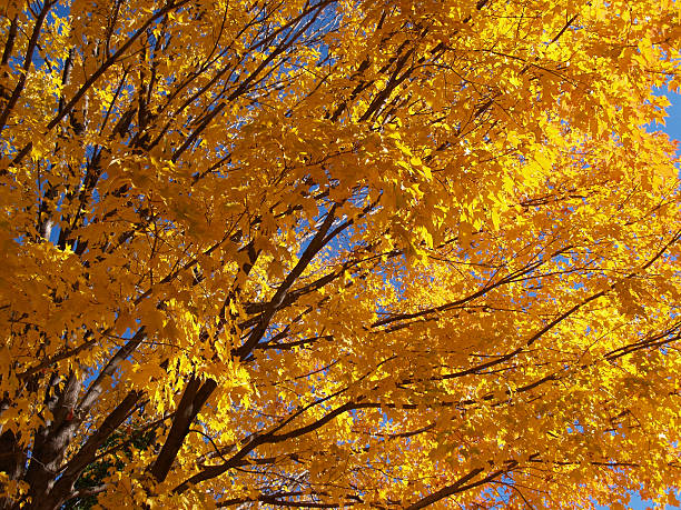 golden Blätter – Foto