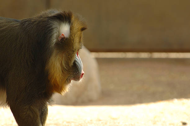 Baboon Profile stock photo