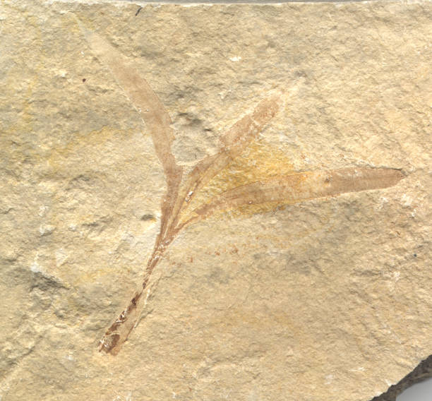 istock Plant Fossil From Lebanon 89943060