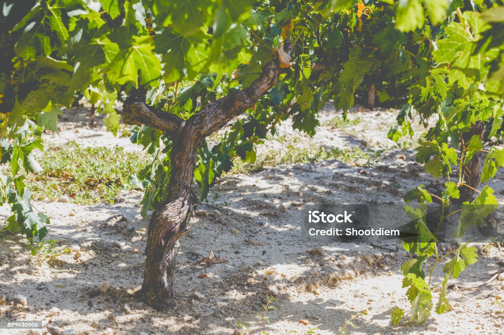 Grapevine Trunk Rtexture Grape Trunk Grapevine Detail With Trunk And Earth Stock Photo ...