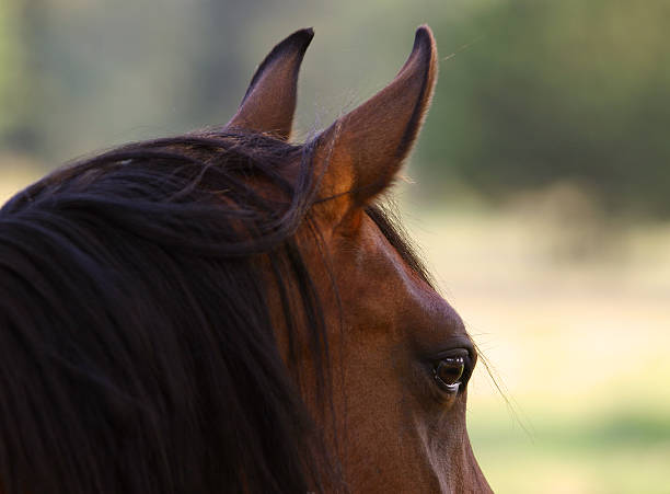 istock Brown eyed girl 89943292