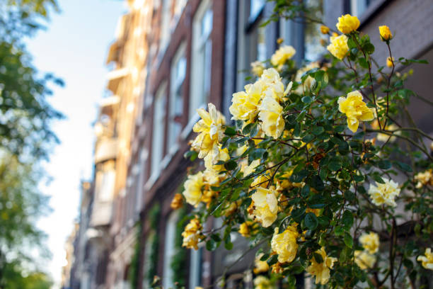 Green bushes. Yellow flowers. Image for background