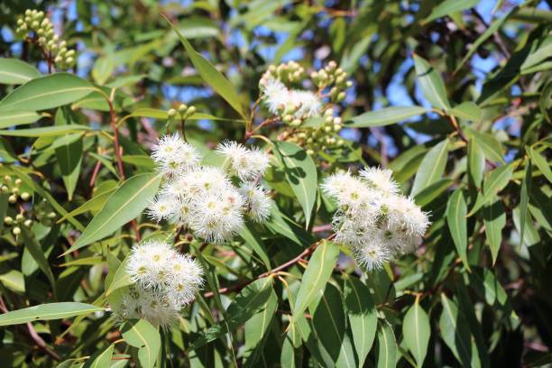 eukalyptus blüte weiß im sommer in sydney, australien - bluegum tree stock-fotos und bilder