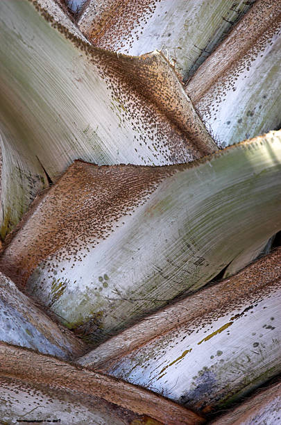 Silver Stems stock photo