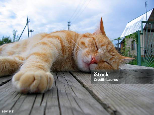 Paw Stock Photo - Download Image Now - Animal, Animal Whisker, Boarding