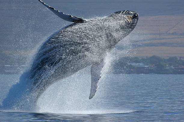Breaching Humpback Whale  whale watching stock pictures, royalty-free photos & images