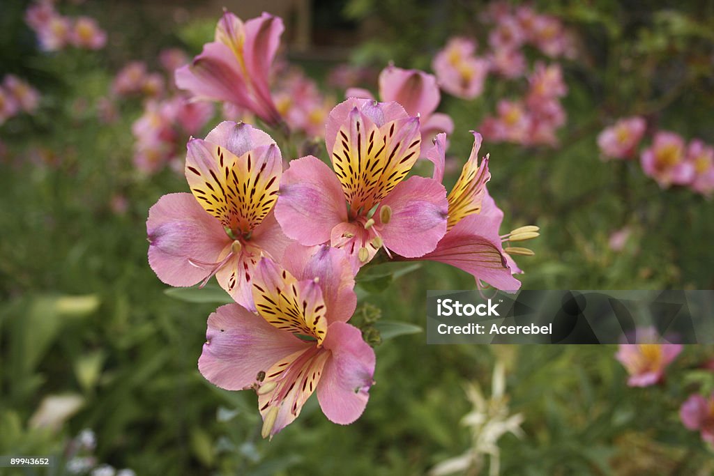 Alstroemeria - Foto de stock de Lirio libre de derechos