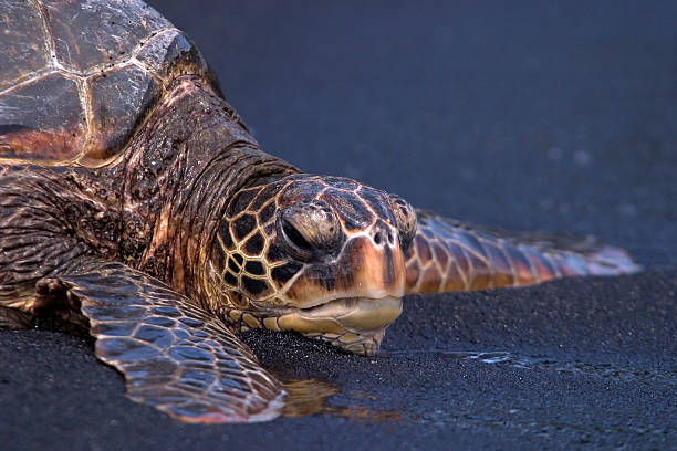 Green Sea Turtle. stock photo