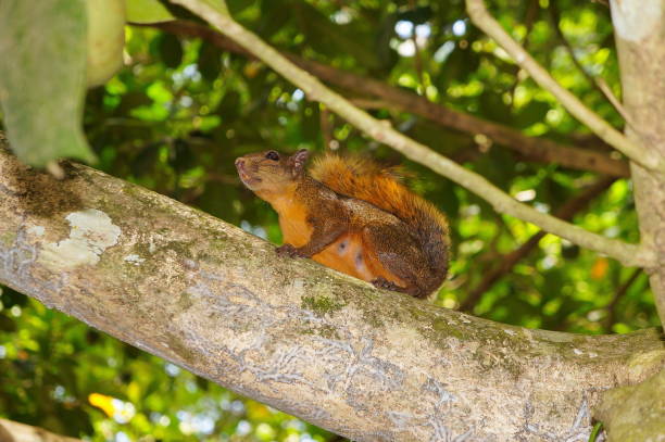 Red-tailed Squirrel Sciurus granatensis Costa Rica Red-tailed Squirrel, Sciurus granatensis, on a branch, Caribbean, Puerto Viejo, Central America, Costa Rica sciurus granatensis stock pictures, royalty-free photos & images
