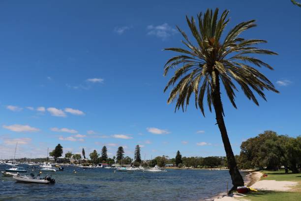 Palm at Peppermint Grove and Swan River Perth, Western Australia