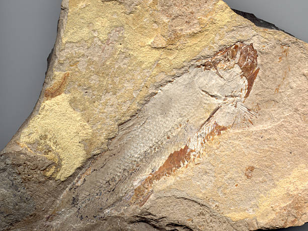 istock Fish Fossil from Lebanon 89943934
