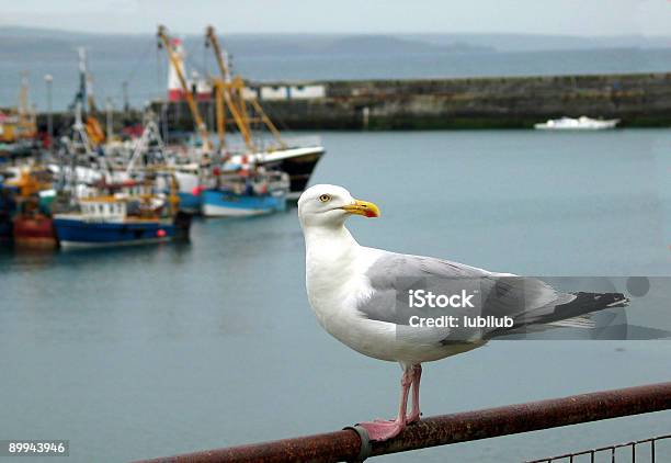 Photo libre de droit de Seagul Au Le Port De Newlyn Cornouailles Angleterre banque d'images et plus d'images libres de droit de Aile d'animal