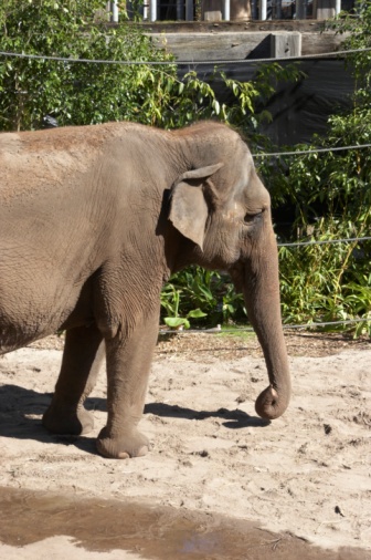 Front Half of Asian Elephant (Elephas maximus)