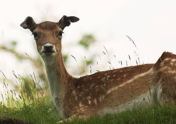 Deer - foto de acervo