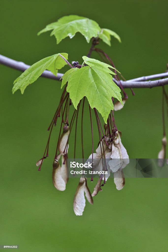 Maple leaves and seeds  Backgrounds Stock Photo