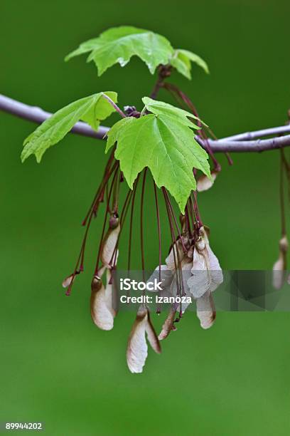 Maple Leaves And Seeds Stock Photo - Download Image Now - Backgrounds, Branch - Plant Part, Close-up