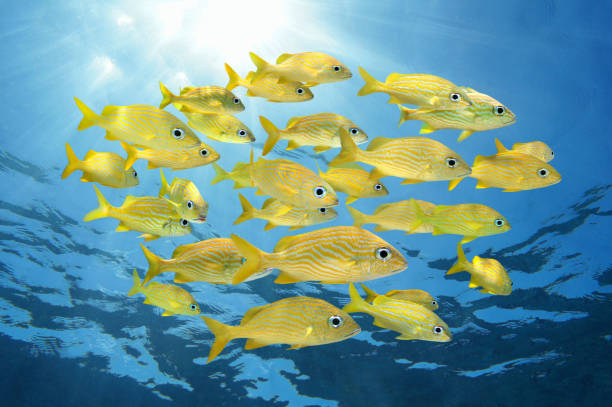 School of french grunt fish with sunlight School of tropical fish, French grunt, with sunlight through water surface, Caribbean sea french grunt photos stock pictures, royalty-free photos & images