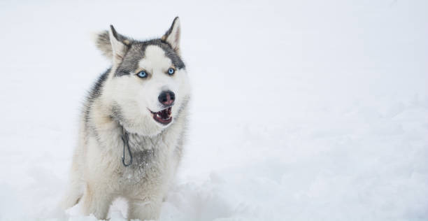 istock A dog of a husky breed runs through the snow 899443014