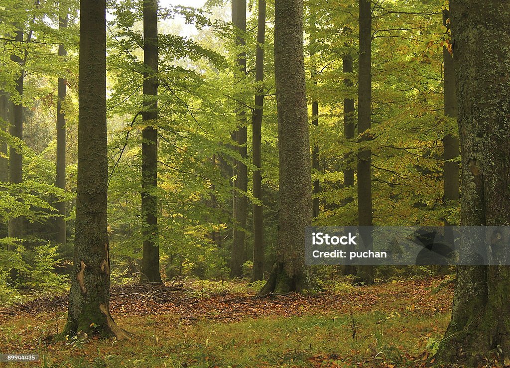 Vecchia foresta - Foto stock royalty-free di Albero