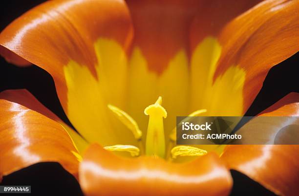 Orange Tulip Close Up Stock Photo - Download Image Now - Agricultural Field, Beauty In Nature, Blossom
