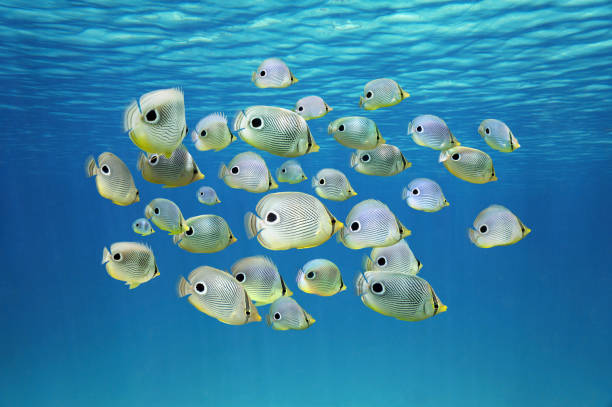 istock School of tropical fish Four-eyed Butterflyfish 899445536