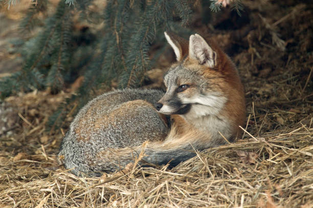 istock Wild gray fox shelters under blue spruce pine tree Colorado foothills 899445714