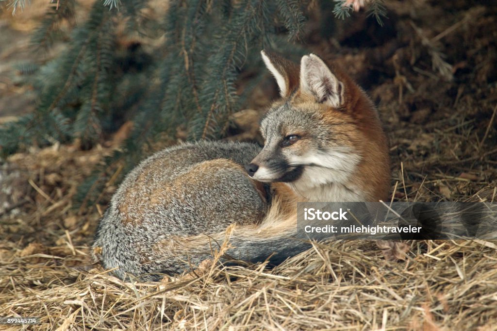 Wild gray fox shelters under blue spruce pine tree Colorado foothills Curling up against the freezing winter temperatures in the Colorado foothills outside Roxborough State Park, a wild gray fox takes shelter under a large Blue Spruce pine tree. Animals In The Wild Stock Photo