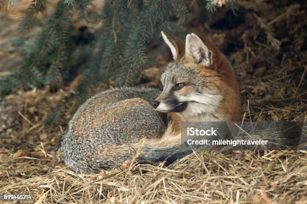 Wild Gray Fox Shelters Under Blue Spruce Pine Tree Colorado Foothills Stock Photo - Download Image Now