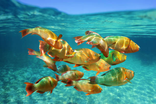 School of tropical fish Rainbow parrotfish School of colorful tropical fish, Rainbow parrotfish, close to water surface, Caribbean sea parrot fish stock pictures, royalty-free photos & images