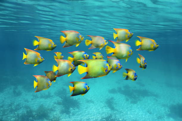 Schooling colorful tropical fish queen angelfish