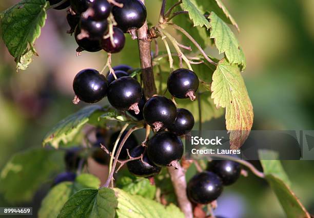 Blackcurran Stockfoto und mehr Bilder von Beere - Obst - Beere - Obst, Blatt - Pflanzenbestandteile, Extreme Nahaufnahme