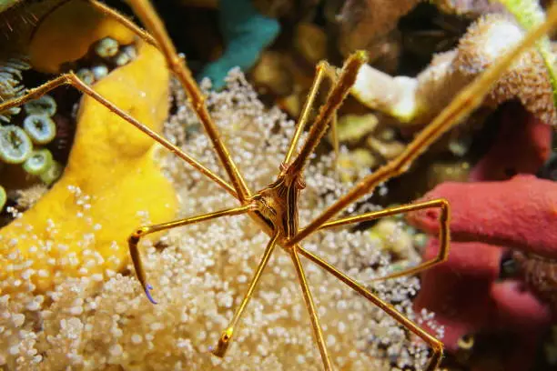 Sea life, close up image of a yellowline arrow crab, Stenorhynchus seticornis, underwater in the Caribbean sea