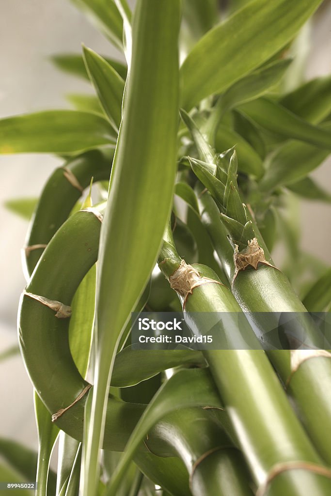 Planta de bambú - Foto de stock de Abstracto libre de derechos