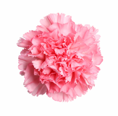 Close up of carnations with pink fringed white petals