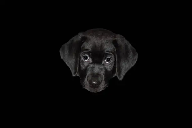 Beautiful Labrador Puppy head on Black background with sad eyes and a cute face,
