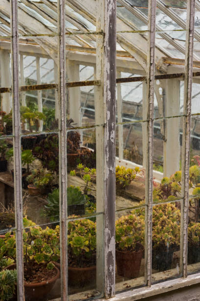 istock Greenhouse with succulents 899450576