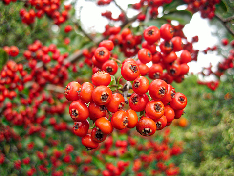 Vivid photo close-up of the Firethorn Pyracantha Coccinea reddish-orange fruits. This is called either firethorn, scarlet firethorn or pyracantha.
