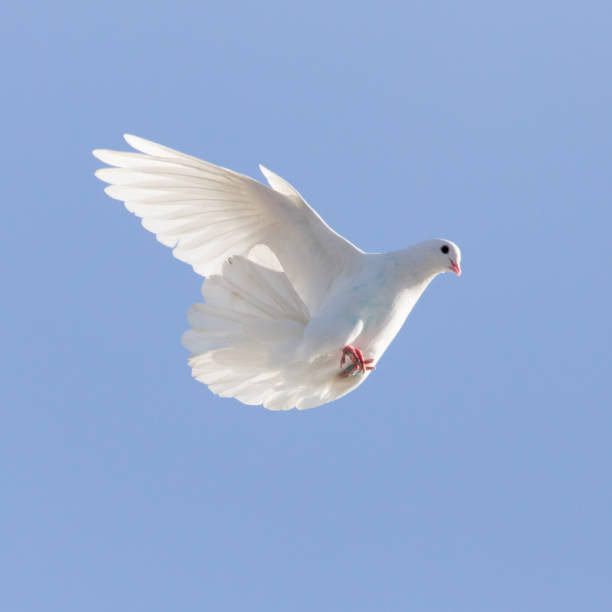 istock white dove on a background of blue sky 899451028
