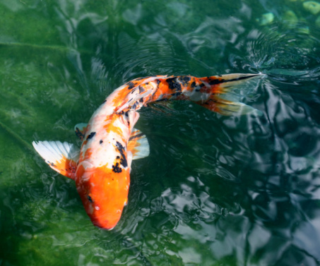 Fish swimming in the water of a pond. Shallow depth of field.