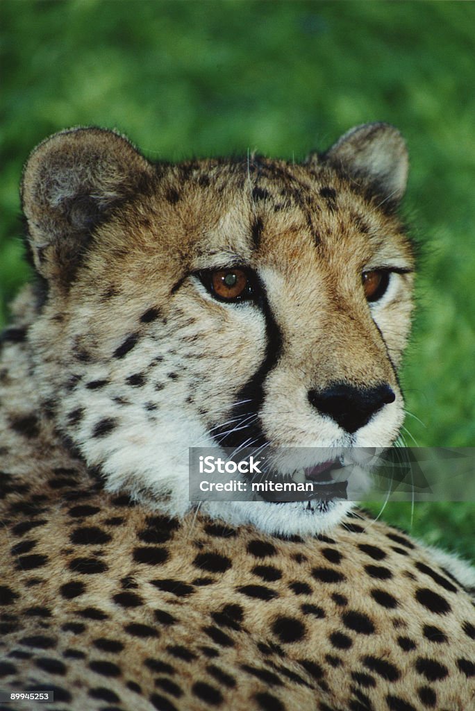 ghepardo - Foto stock royalty-free di Africa