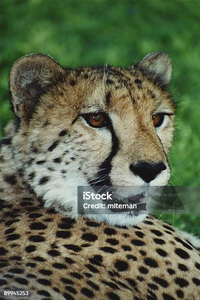 Ghepardo - Fotografie stock e altre immagini di Africa - Africa, Animale, Cacciare